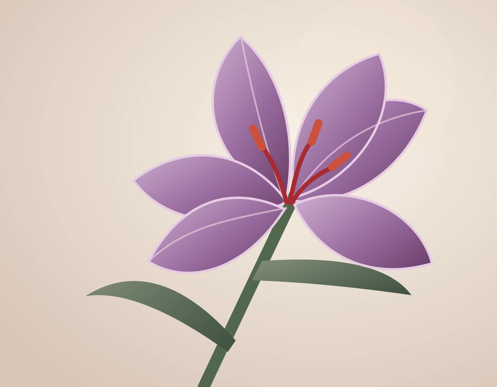 Contemporary botanical illustration of a purple saffron crocus with red stigmas